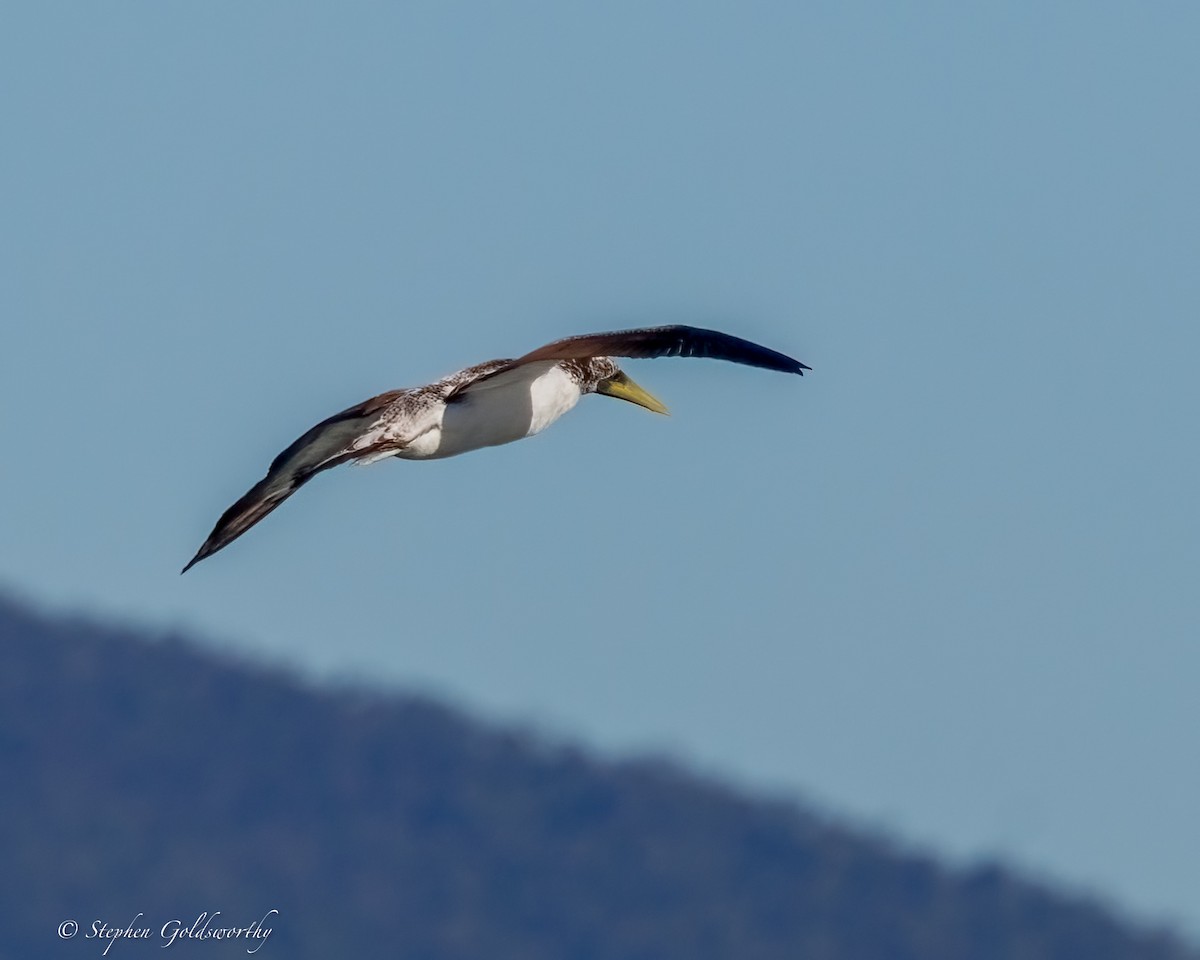 Masked Booby - ML638579537