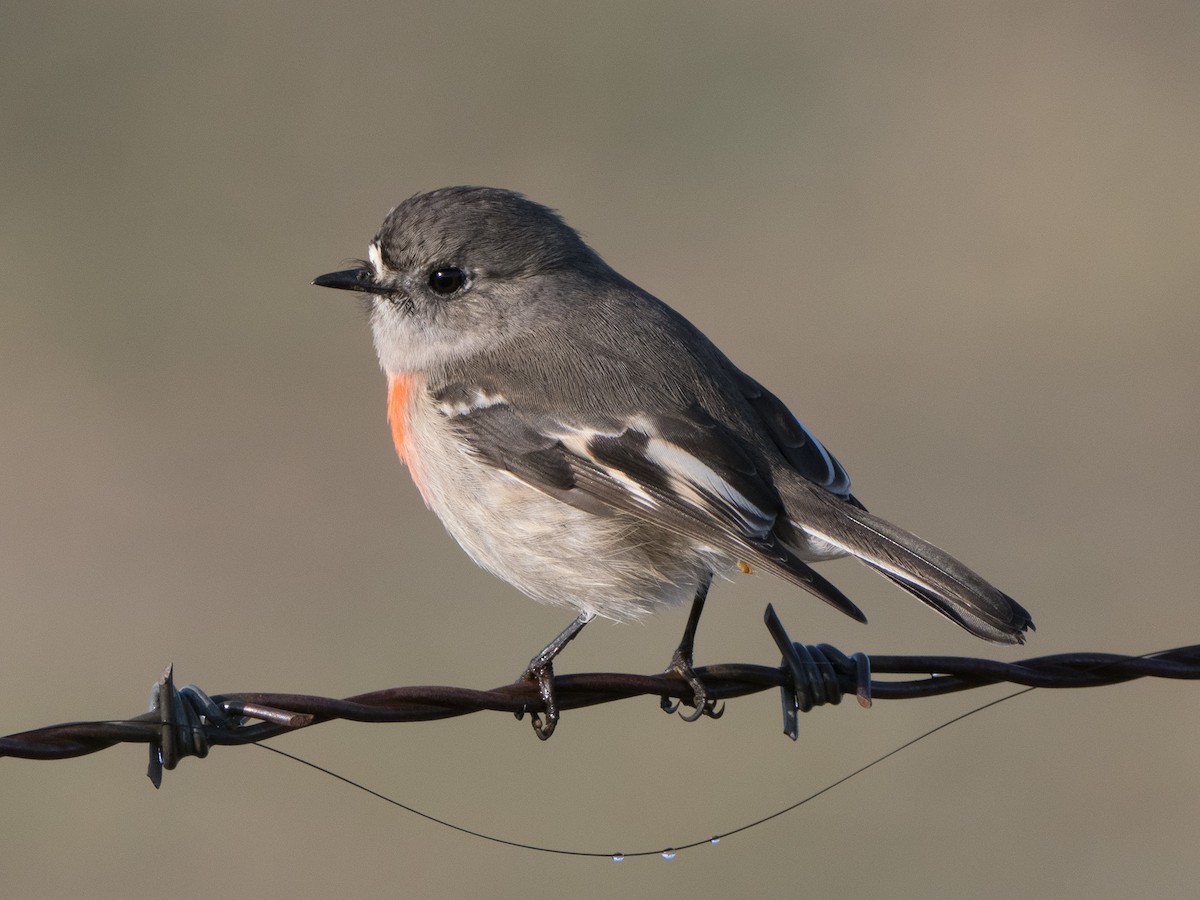 Scarlet Robin - ML638579544