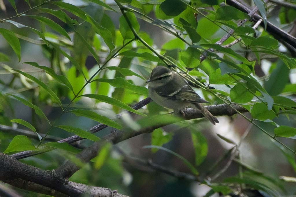 budníček pruhohlavý - ML638579554