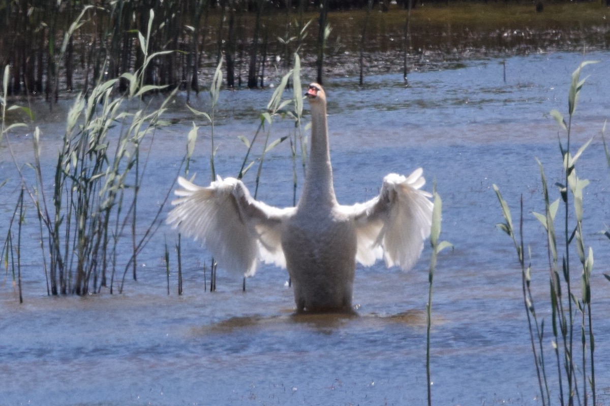 Mute Swan - ML638579577