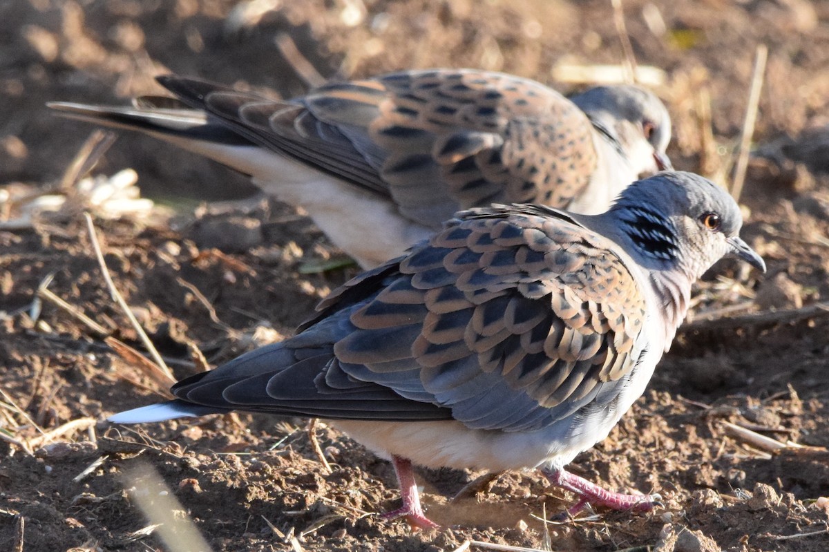 European Turtle-Dove - ML638579589