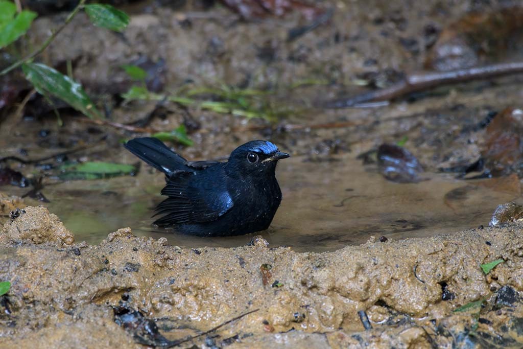 White-tailed Robin - ML638579606