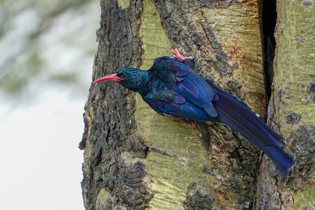 Green Woodhoopoe - ML638579614