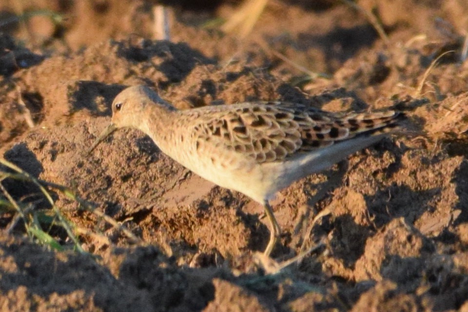 Ruff - ML638579615