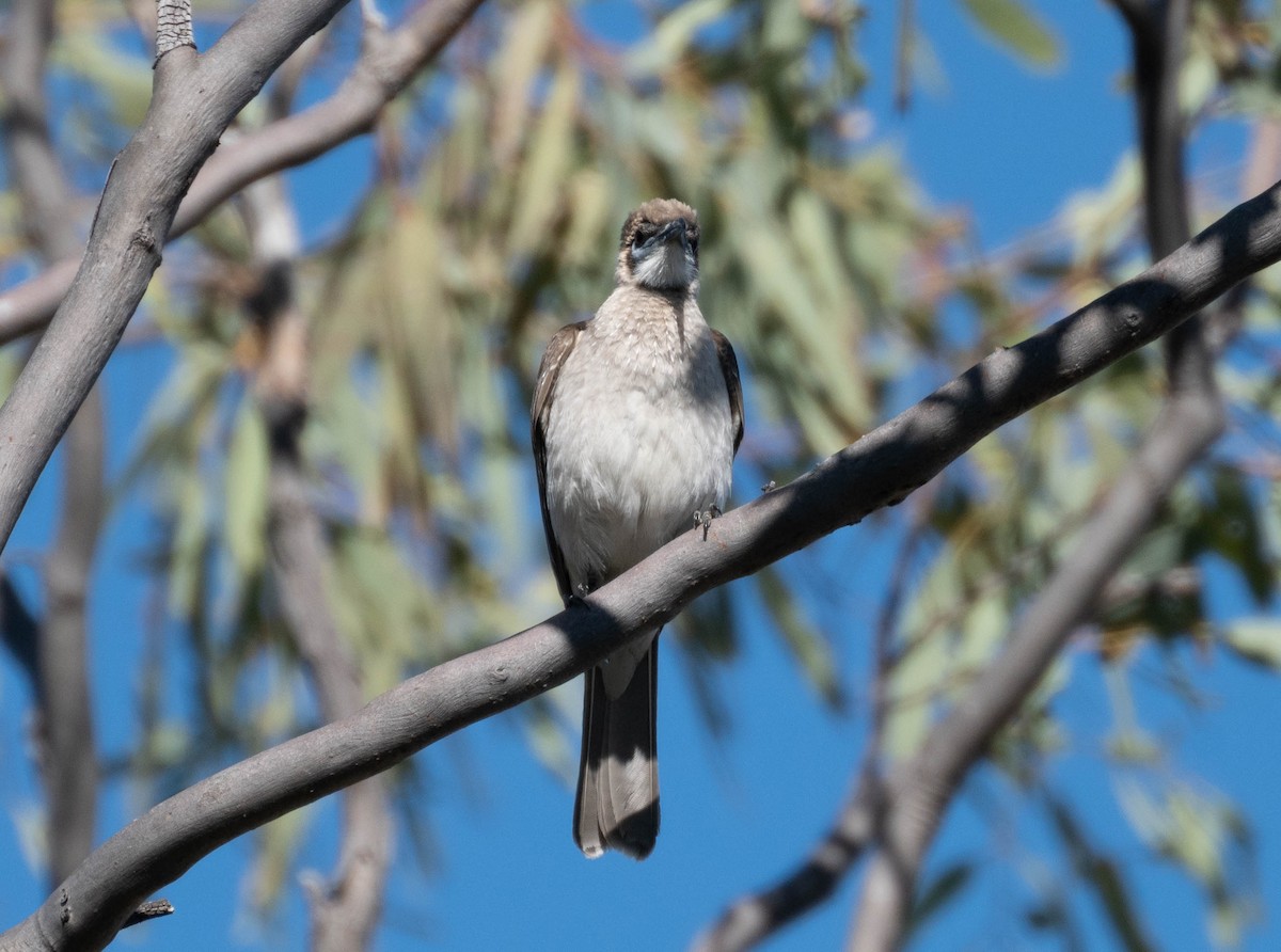 Little Friarbird - ML638579625
