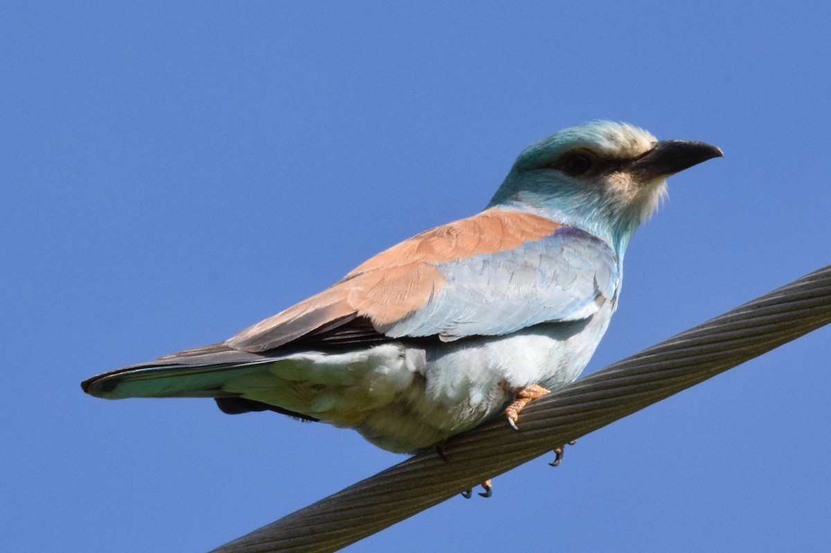 European Roller - ML638579636
