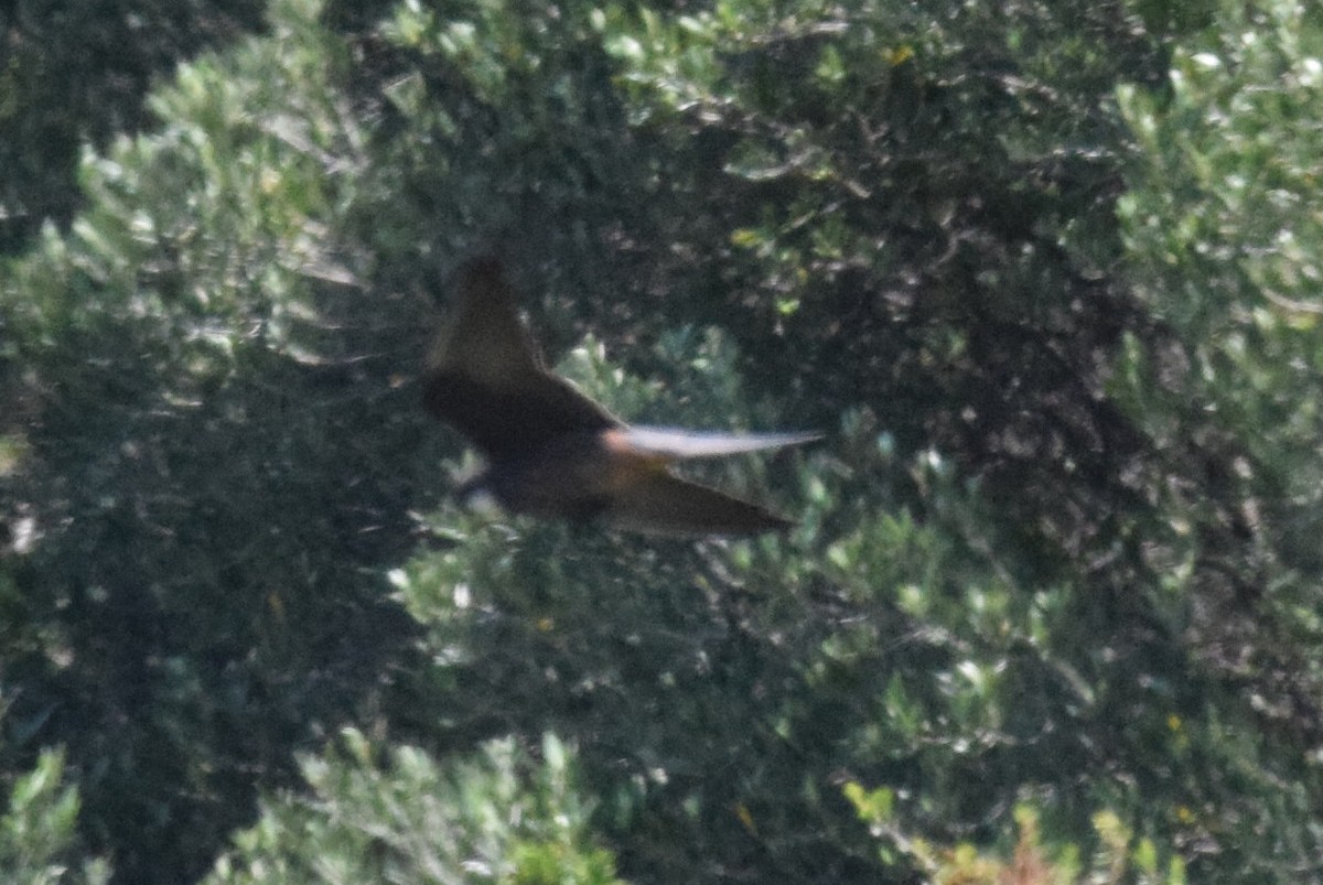 Eleonora's Falcon - ML638579640