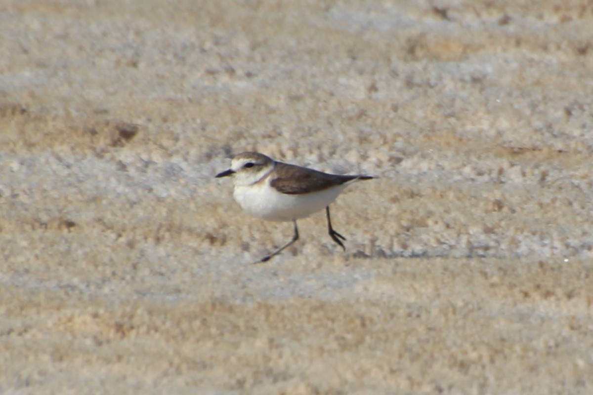 Kentish Plover (Kentish) - ML638579653