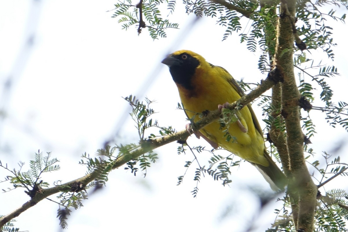 Speke's Weaver - ML638579654