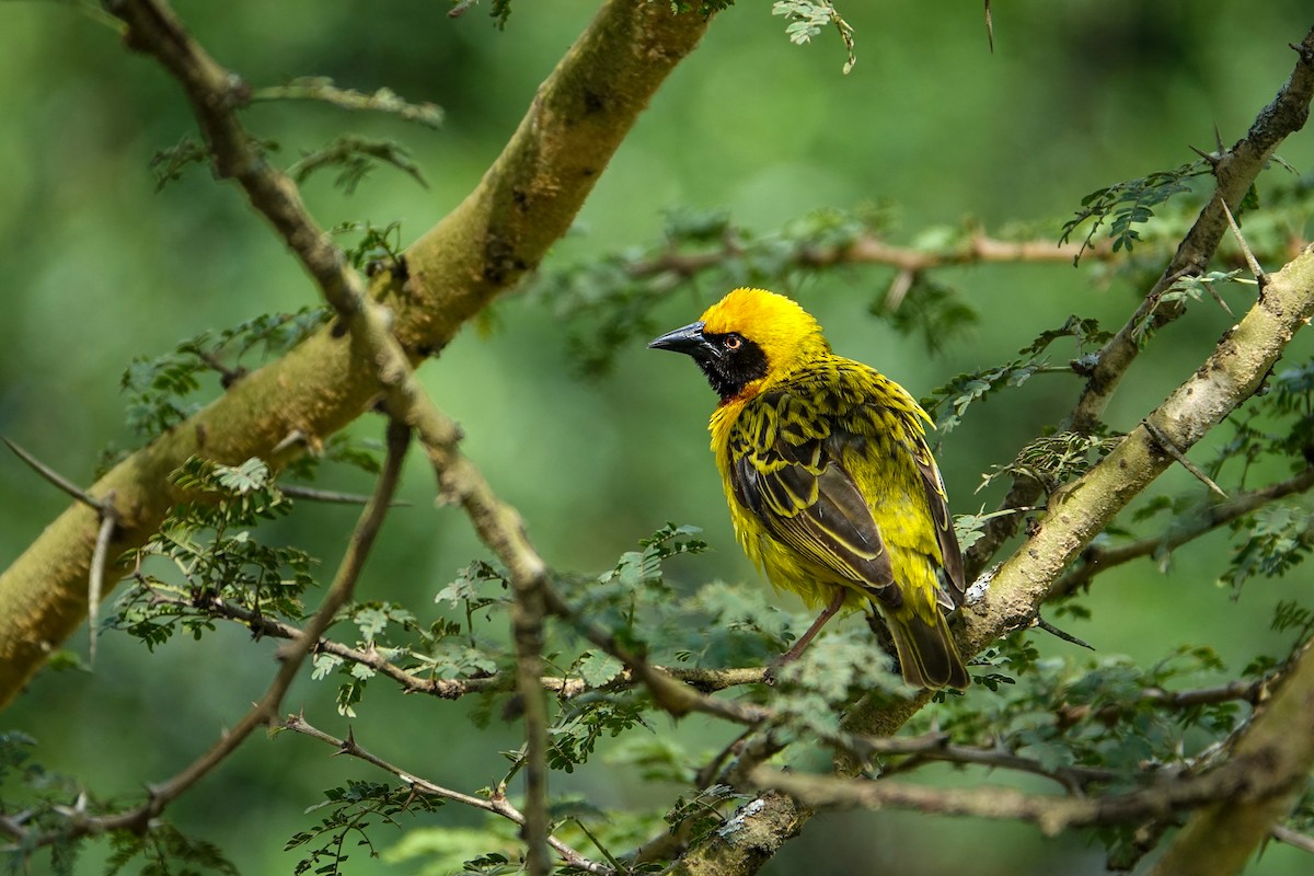 Speke's Weaver - ML638579655