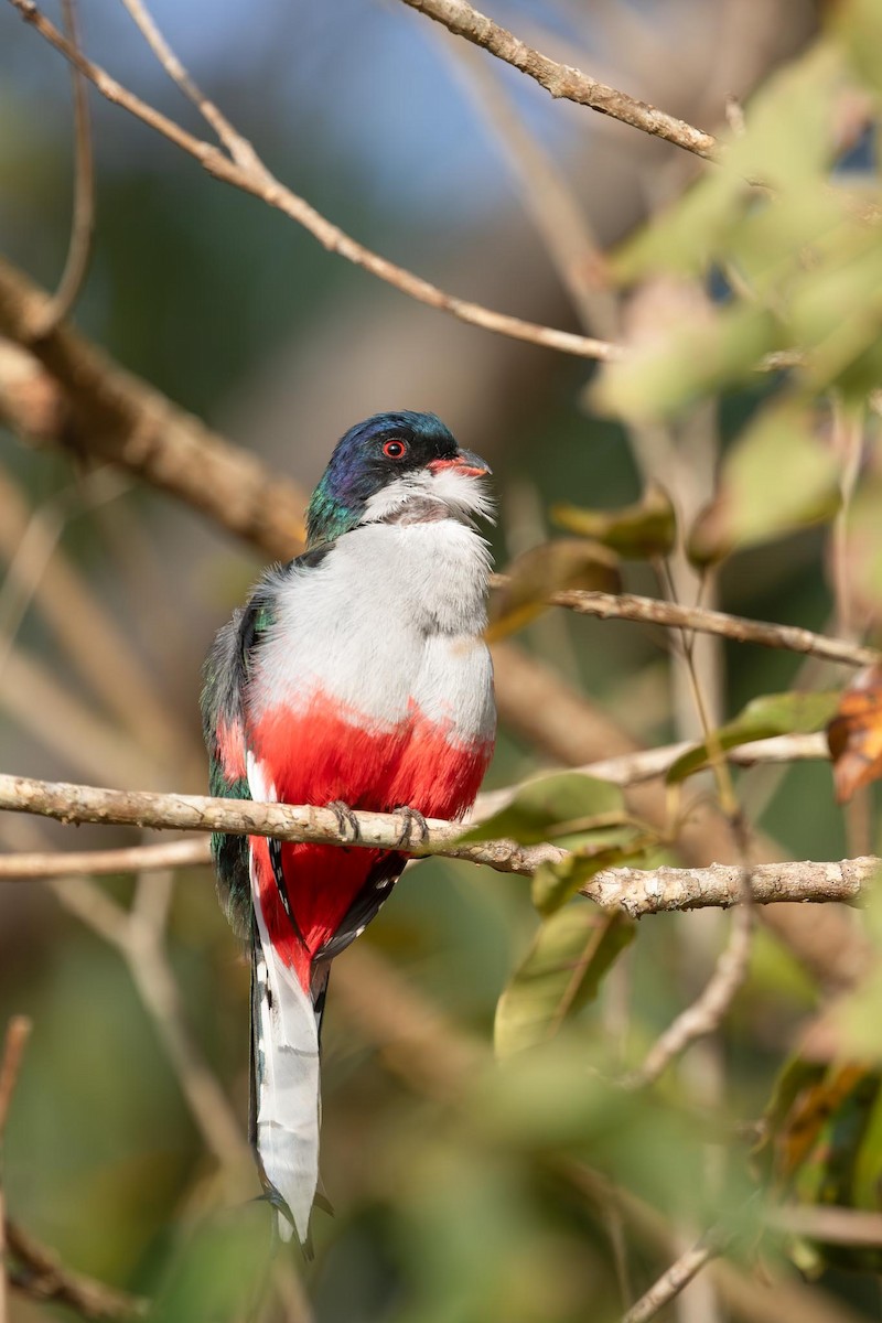 Cuban Trogon - ML638579662