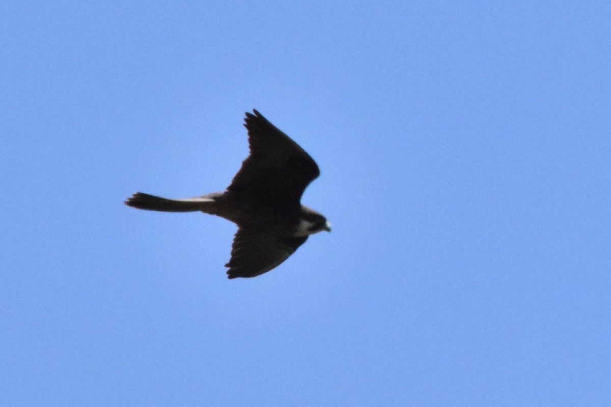 Eleonora's Falcon - ML638579665