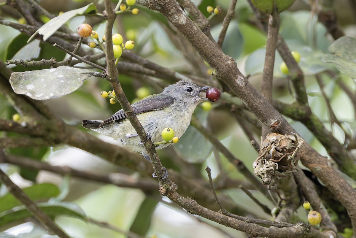 Cambodian Flowerpecker - ML638579677