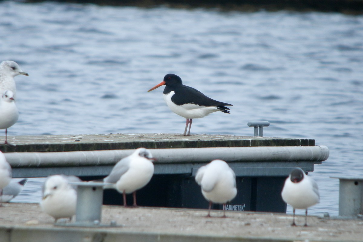 Eurasian Oystercatcher - ML638579690