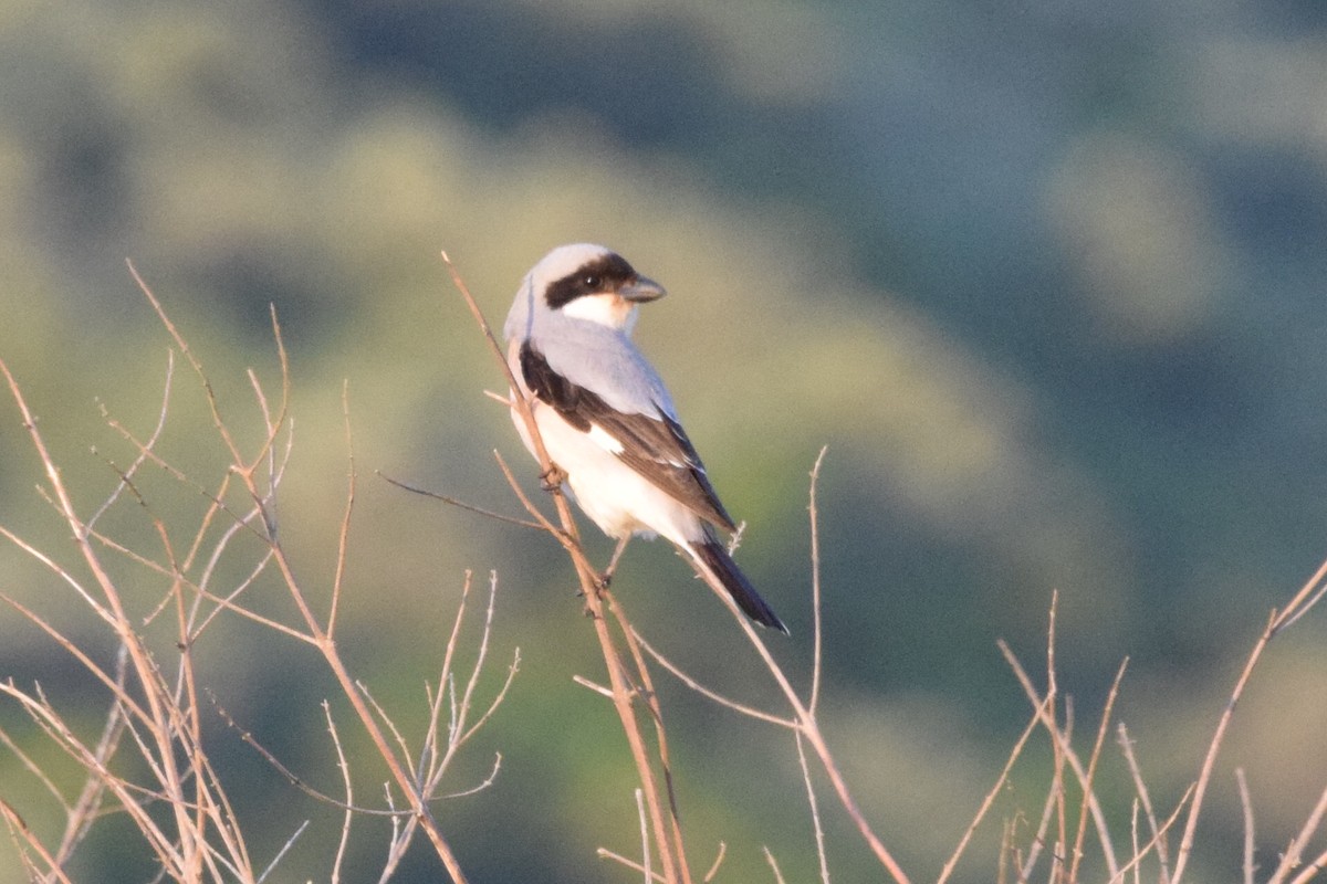 Lesser Gray Shrike - ML638579699