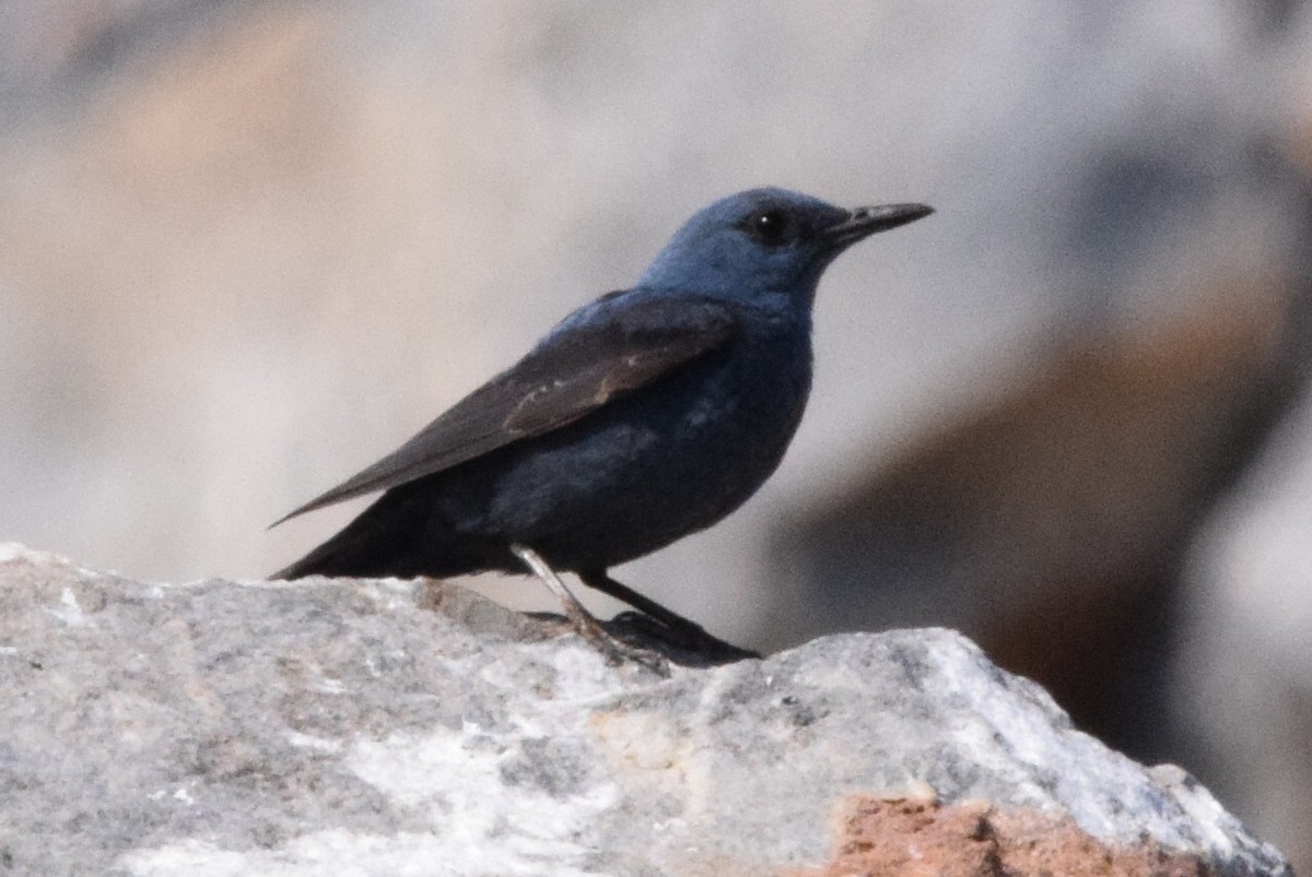 Blue Rock-Thrush - ML638579741