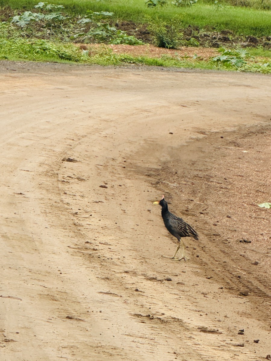 chřástal rohatý - ML638579744