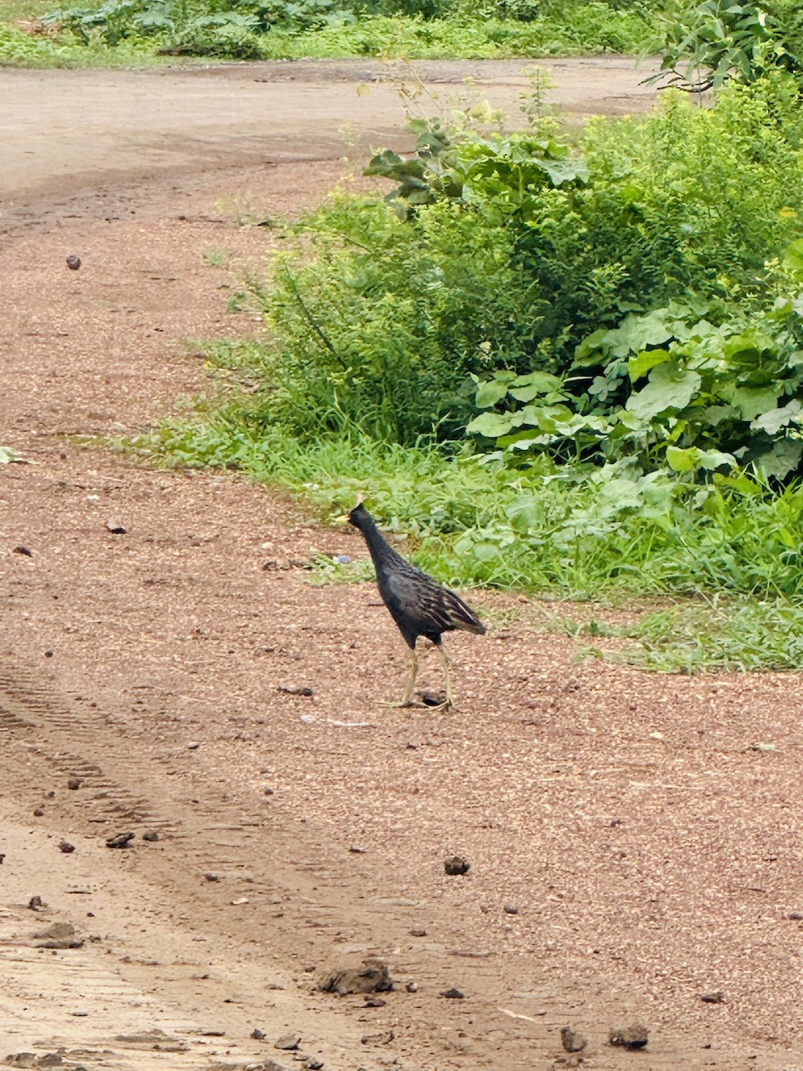 chřástal rohatý - ML638579745