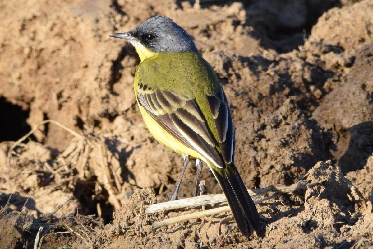 Western Yellow Wagtail - ML638579759