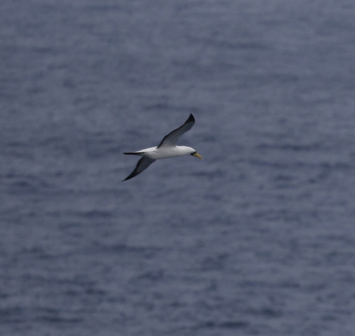 Masked Booby - ML638579779