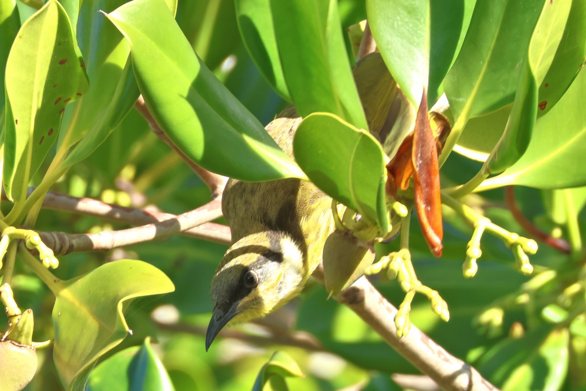 Varied Honeyeater - ML638579783