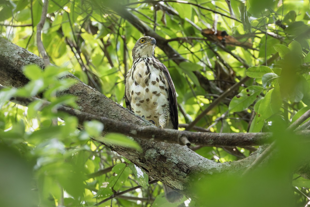 Crested Goshawk - ML638579784