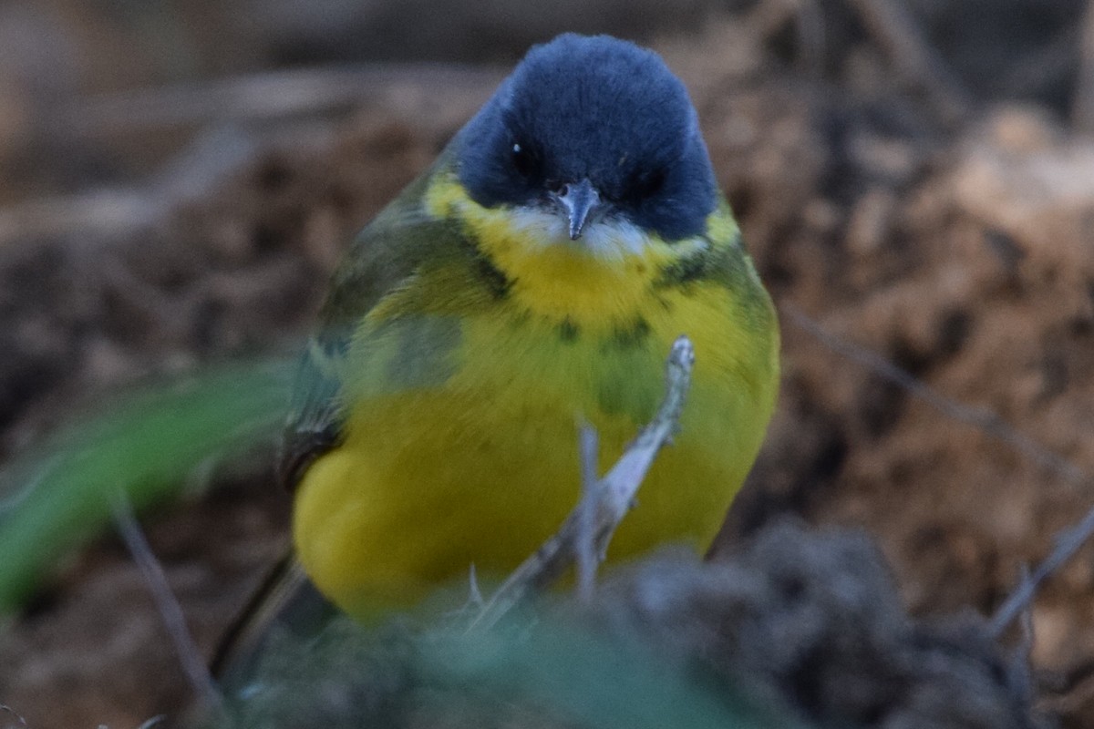 Western Yellow Wagtail - ML638579797