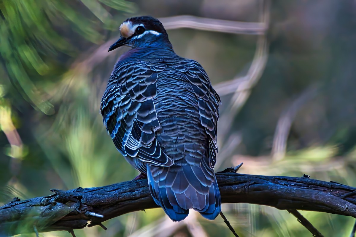 Common Bronzewing - ML638579798