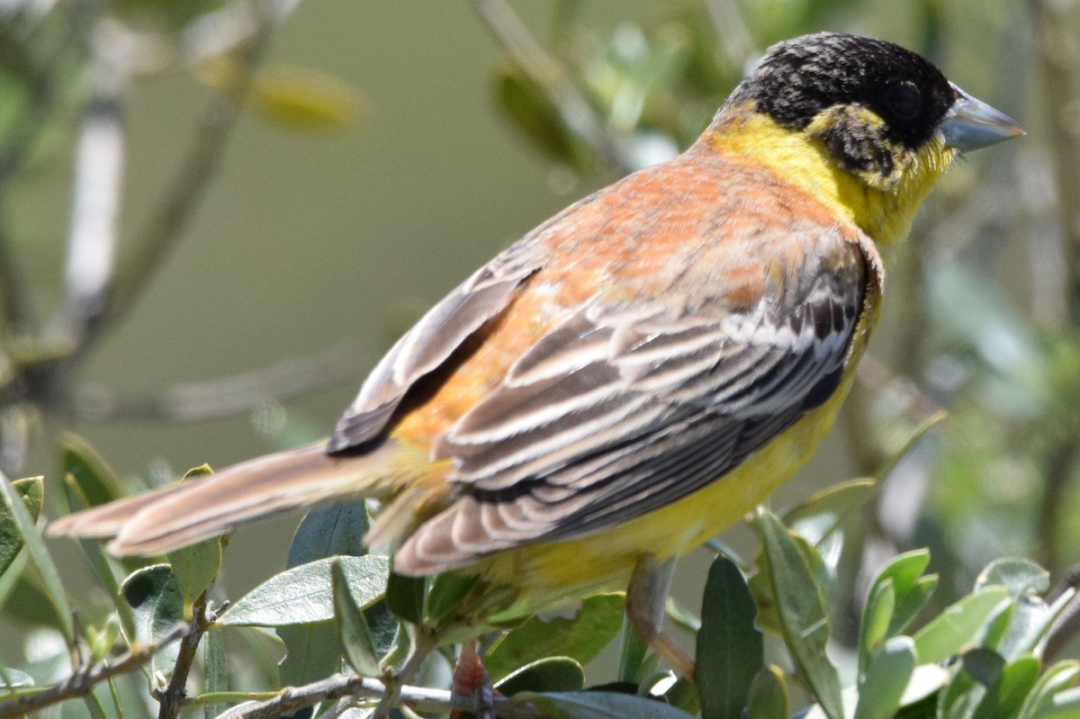 Black-headed Bunting - ML638579807