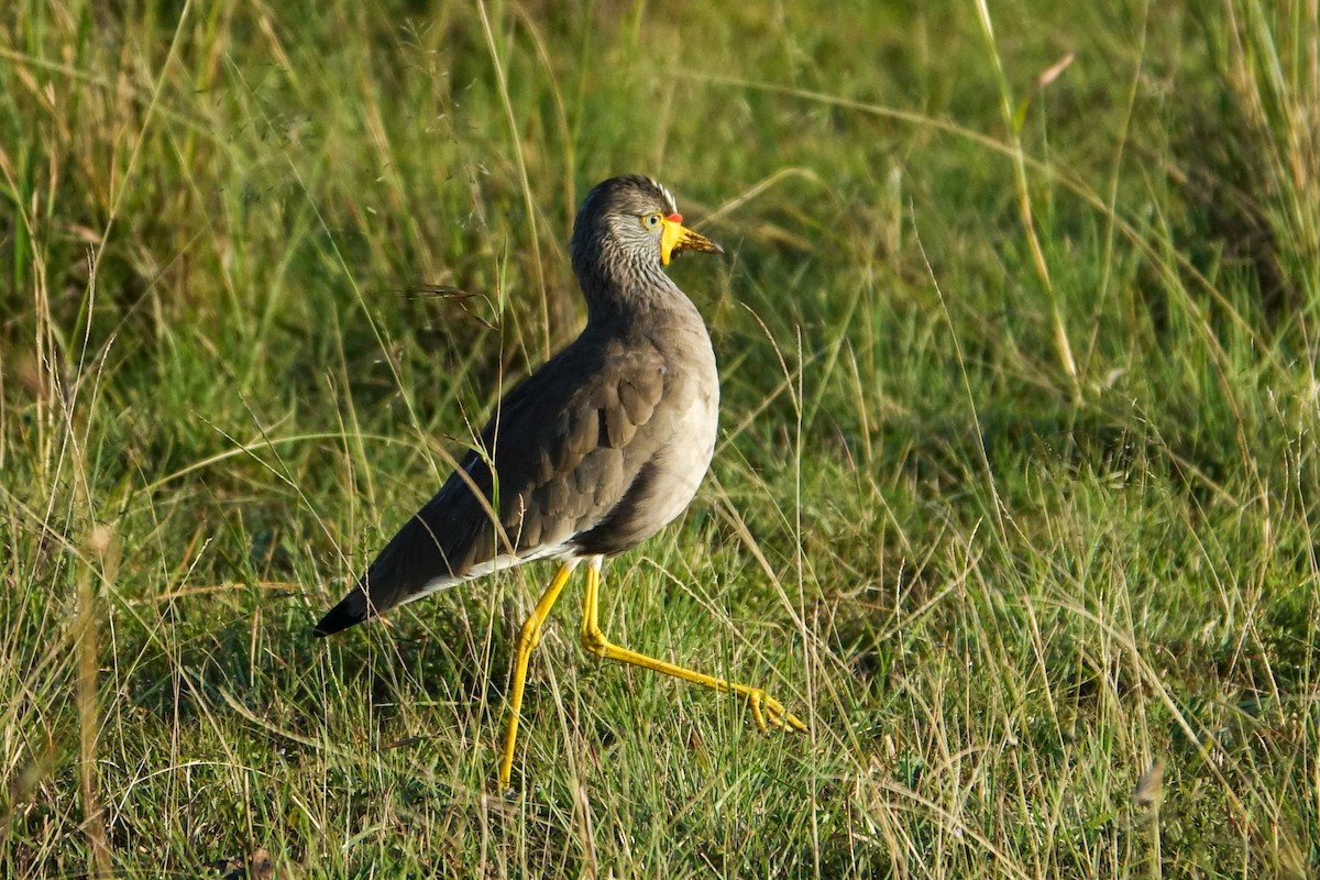Wattled Lapwing - ML638579814