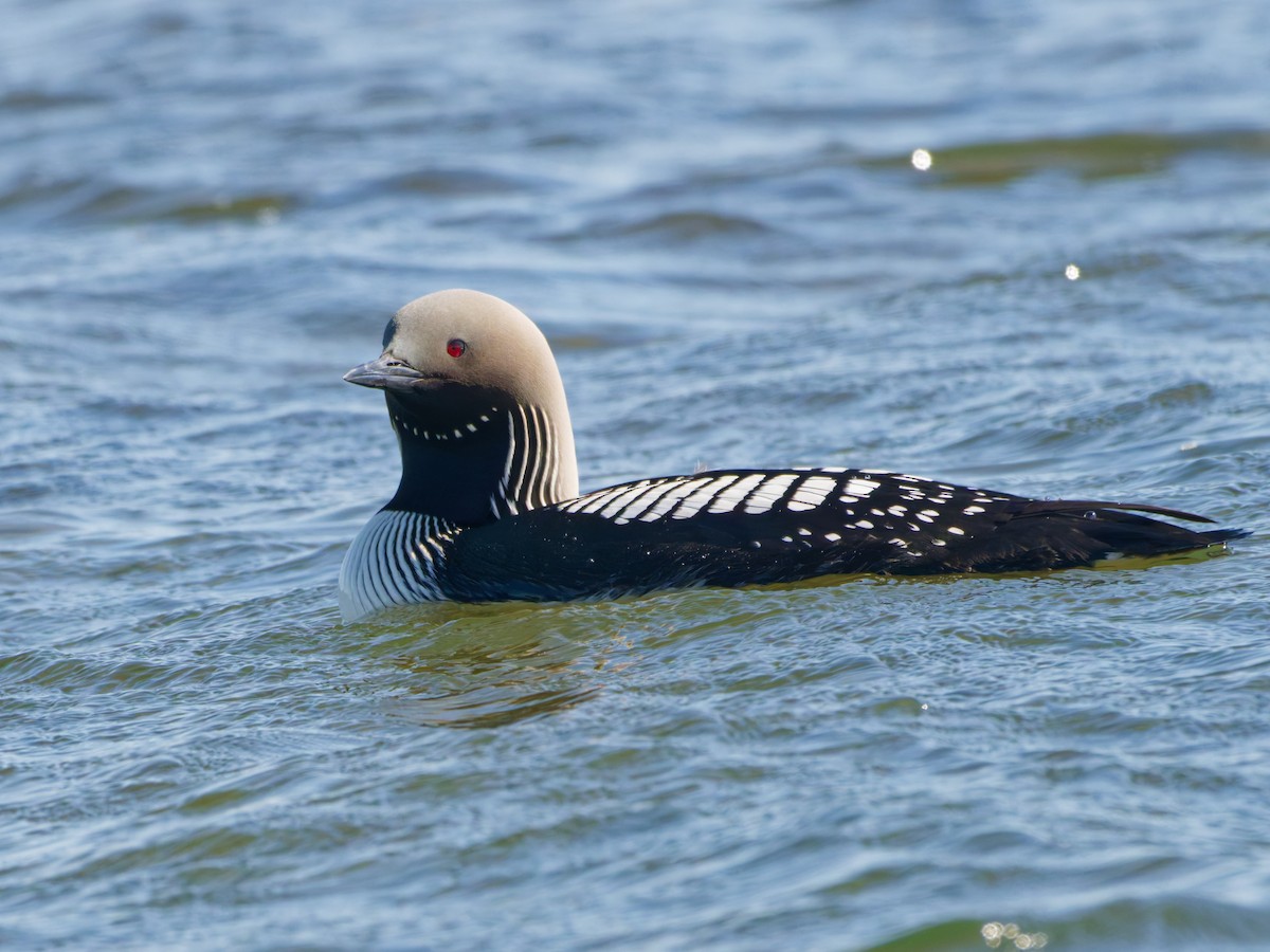 Pacific Loon - ML638579823
