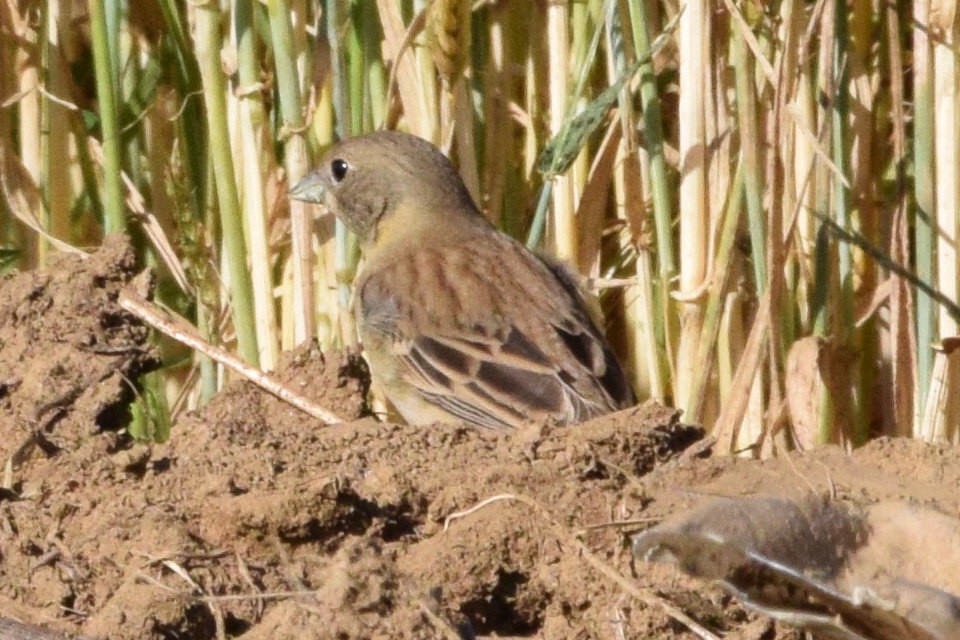 Black-headed Bunting - ML638579824
