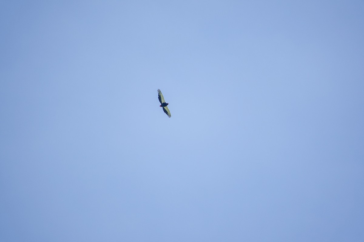 Bateleur - ML638579825