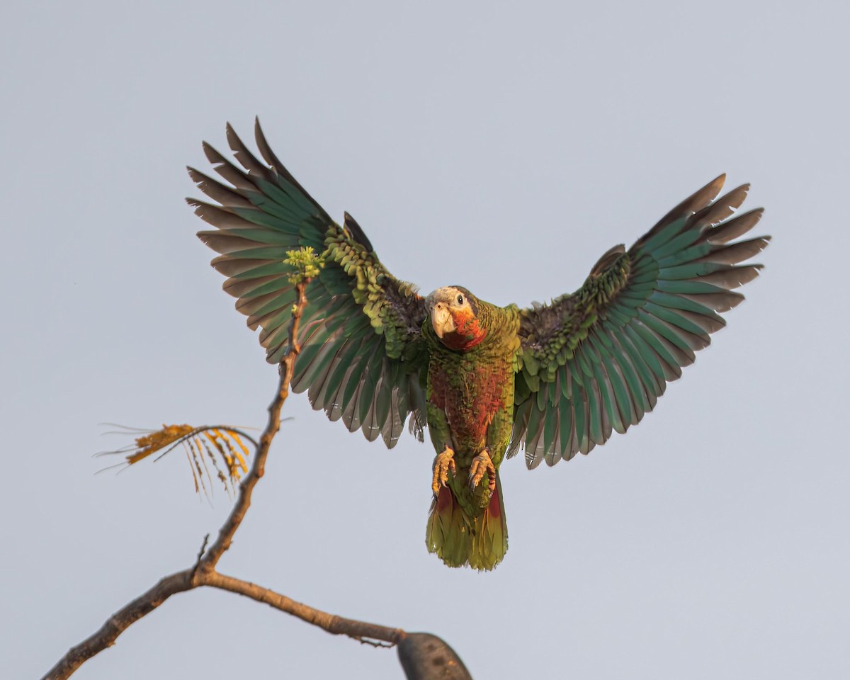 Amazona Cubana - ML638579840
