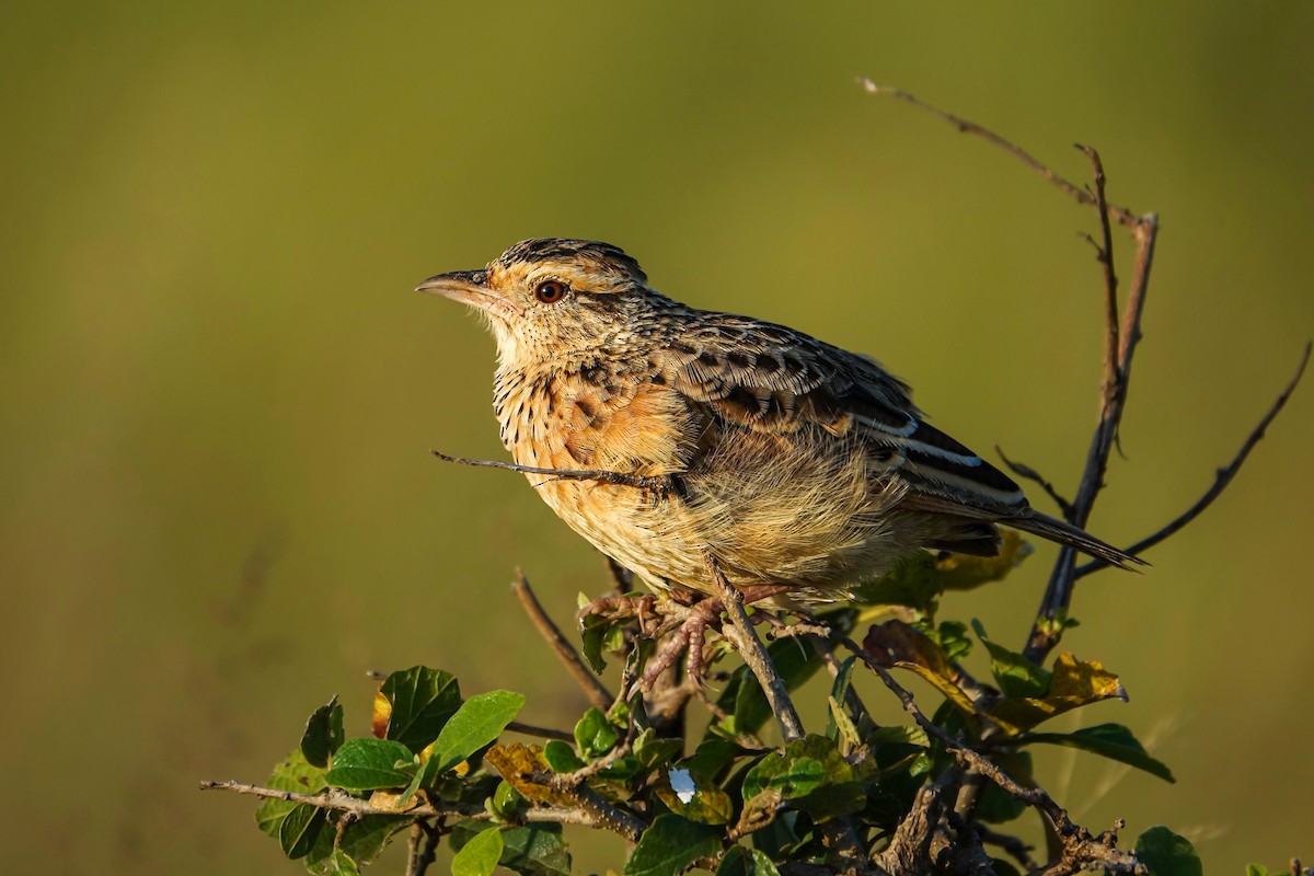 Rufous-naped Lark - ML638579842