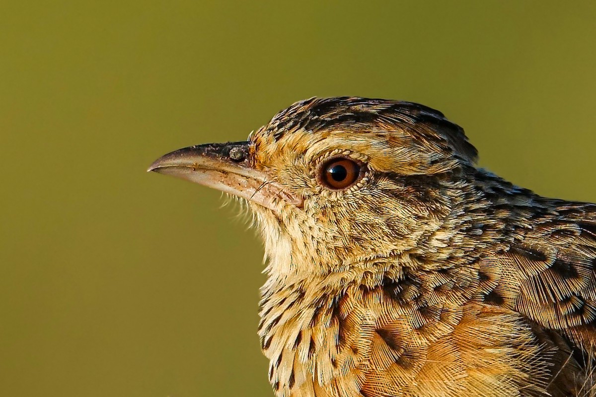 Rufous-naped Lark - ML638579843