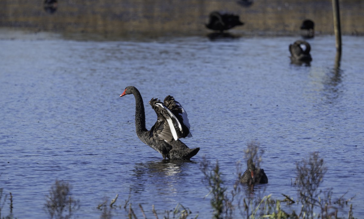 Black Swan - ML638579853