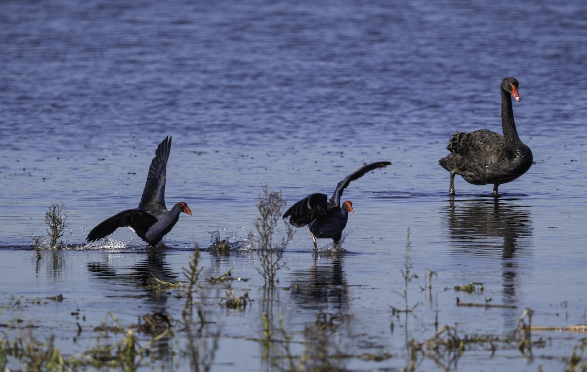 Australasian Swamphen - ML638579858