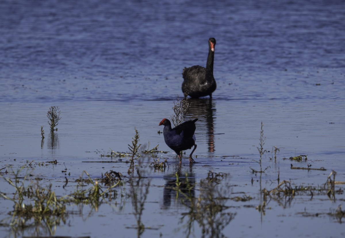 Australasian Swamphen - ML638579859