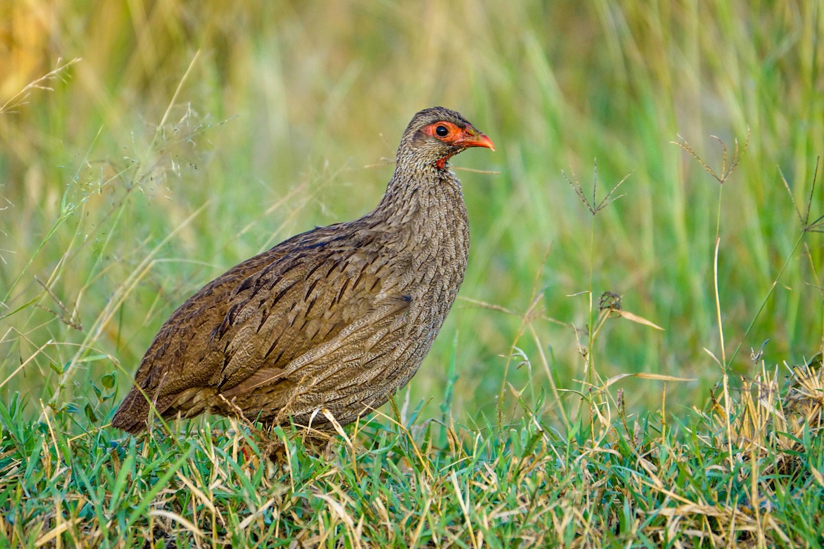 Francolin à gorge rouge - ML638579868