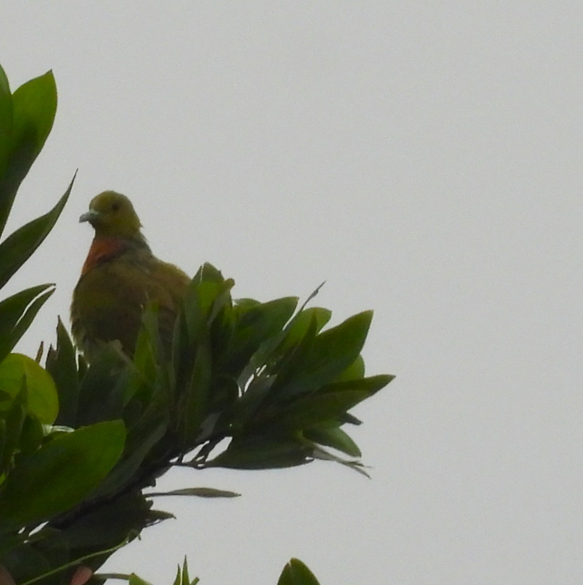 Orange-breasted Green-Pigeon - ML638579875