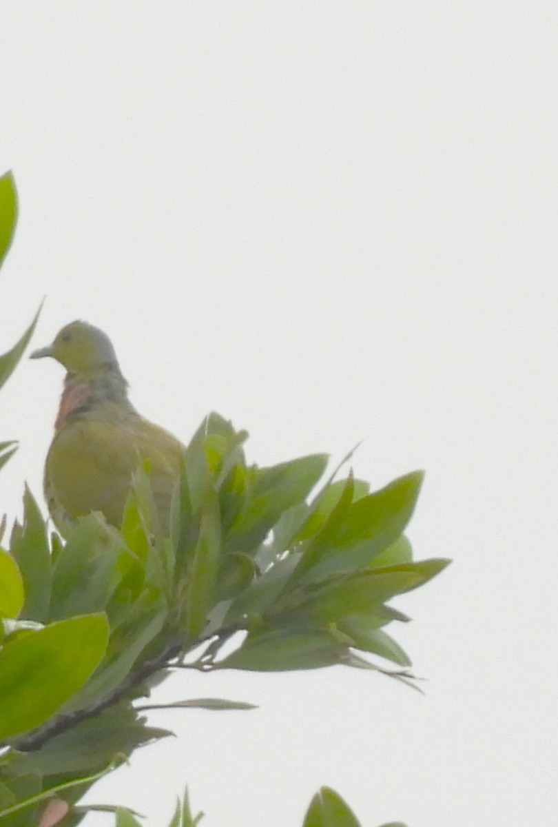 Orange-breasted Green-Pigeon - ML638579876