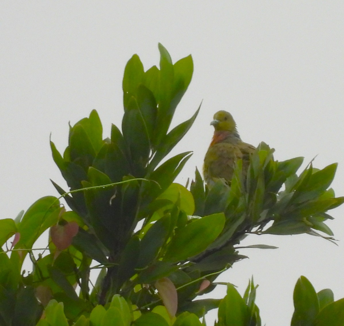 Orange-breasted Green-Pigeon - ML638579877