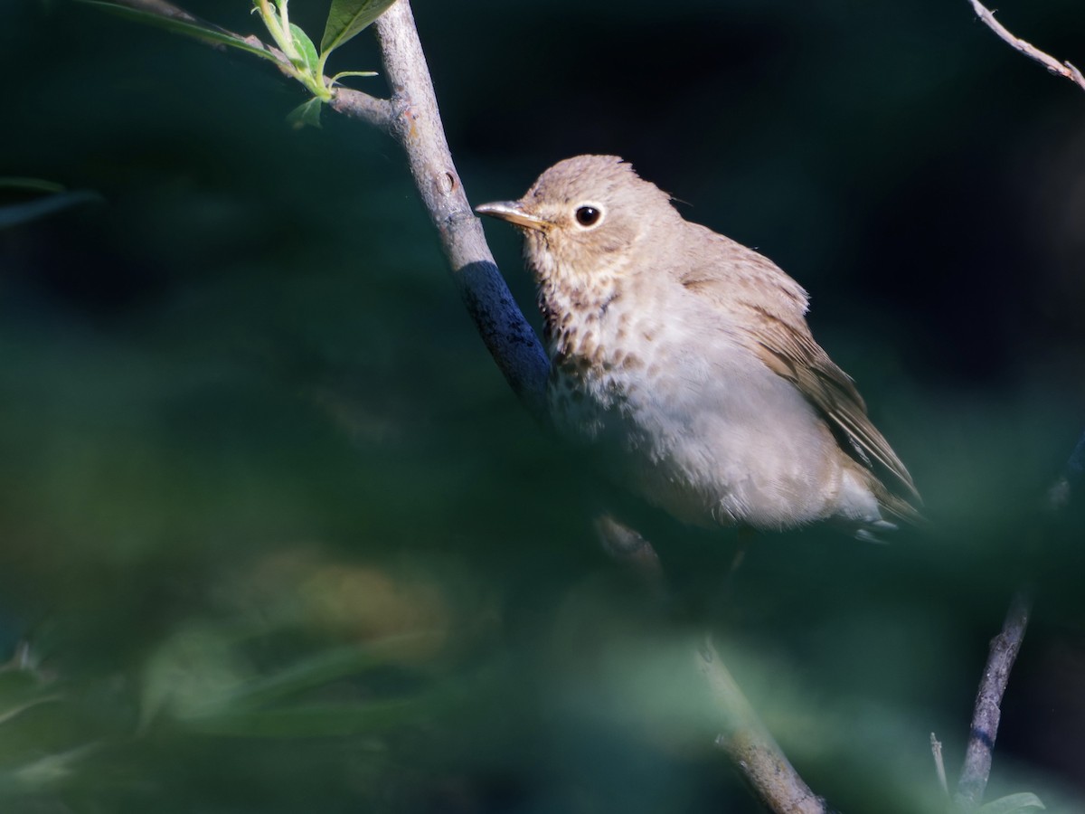Swainson's Thrush - ML638579896