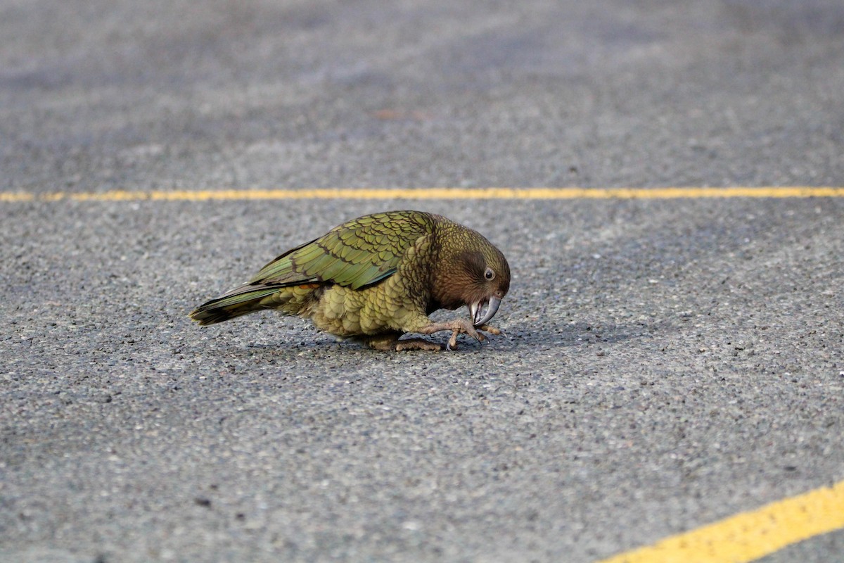 Kea - ML638579905