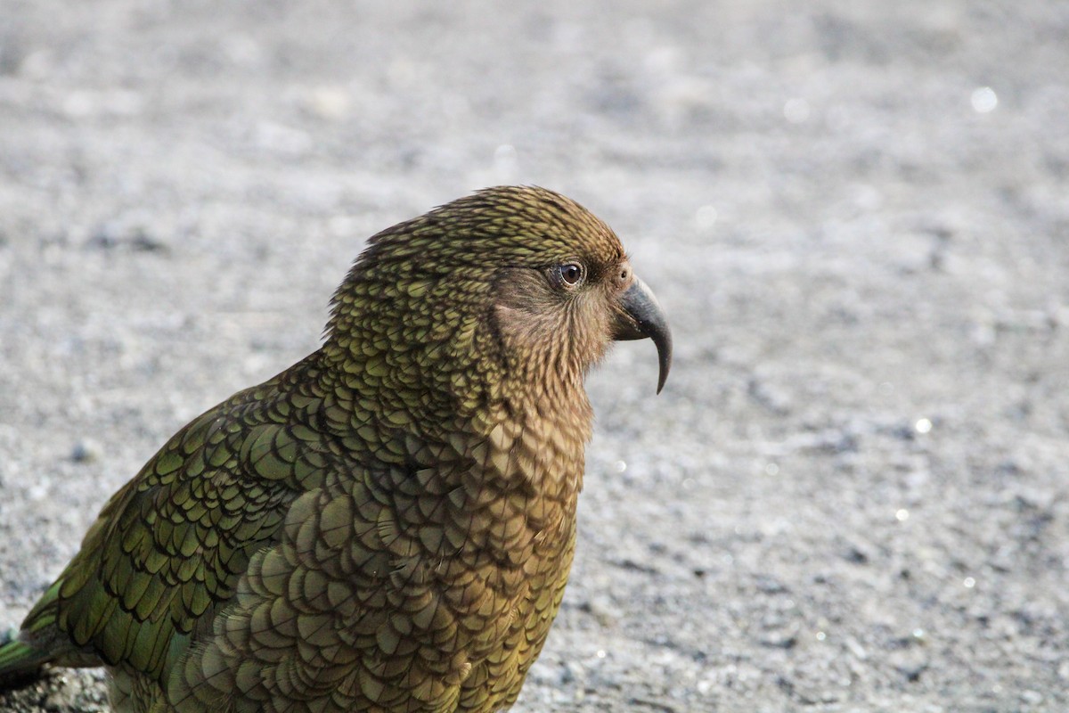 Kea - ML638579906