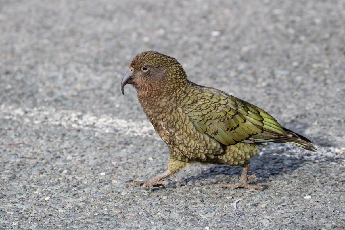 Kea - ML638579908