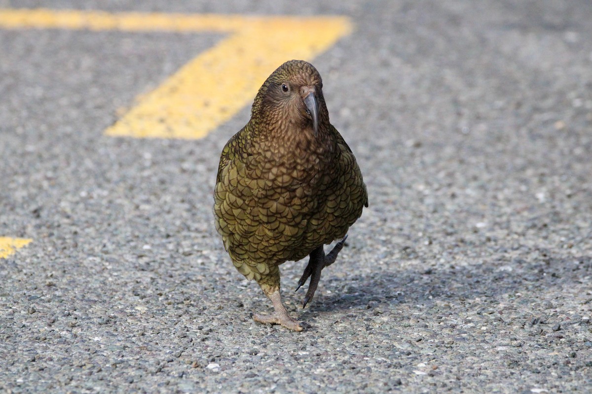 Kea - ML638579909