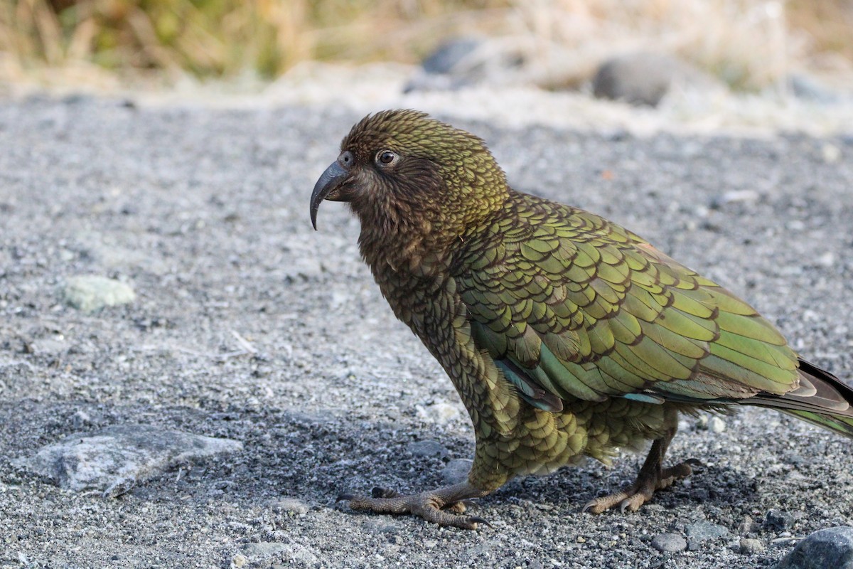 Kea - ML638579910