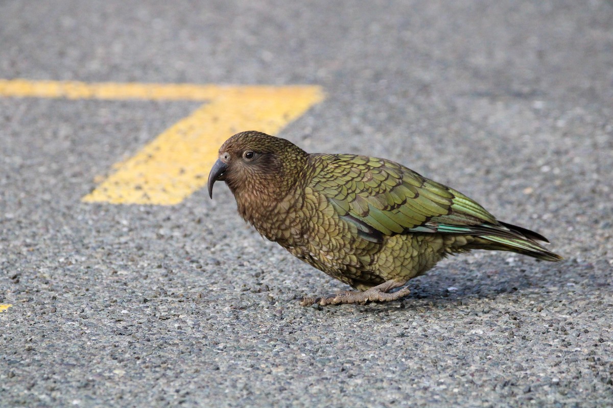Kea - ML638579911